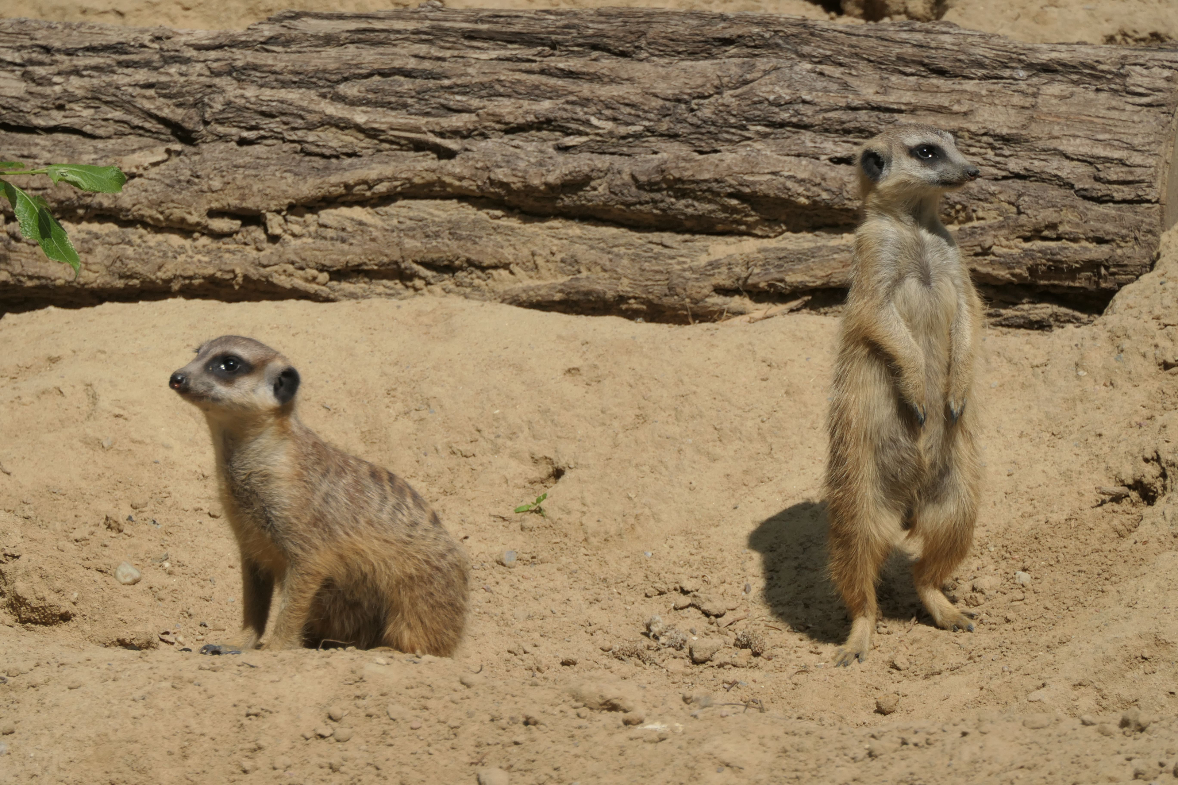 Tierpark Zoo  34